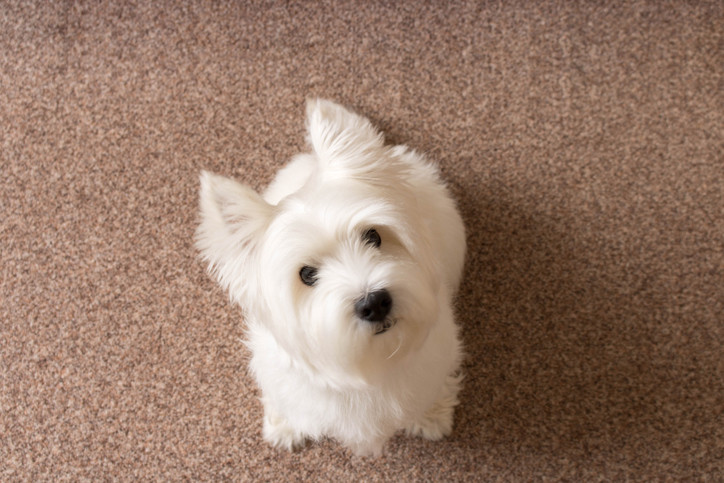 Odor removal by Citrava Carpet Care