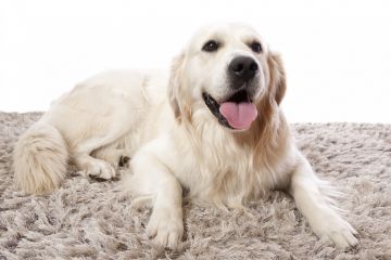 Area Rug Cleaning in Niwot, CO