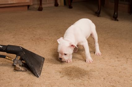 Odor removal in Wheat Ridge